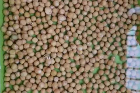 让豌豆容易出苗的方法，需选择疏松、富含有机质的地方作为种植地