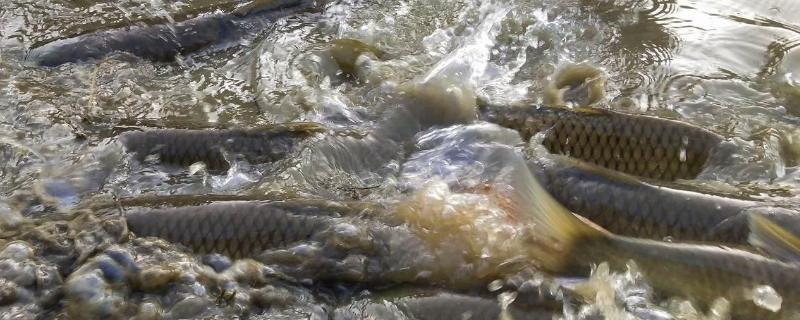 草鱼死亡怎么治疗，发病的池塘要使用菌素清进行全面消毒