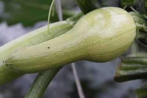 西葫芦为什么会结出尖嘴瓜，可能是养分不足、施肥过多等原因所导致