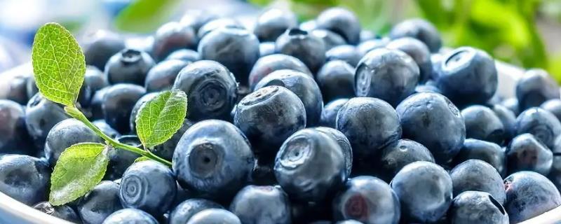蓝莓要种多久才能结果，一般需要2年左右