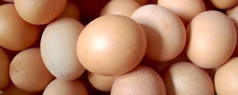 土鸡蛋和普通鸡蛋的区别，外观、蛋黄和口感均不同