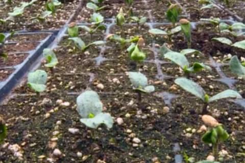 冬瓜的种植管理方法，播种之前需浸种
