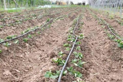 移栽草莓之后怎么缓苗，保持通风和土壤的湿润度即可度过缓苗期