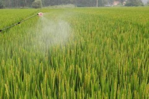 呋喃丹的防治对象，主要防治蚜虫、水稻螟虫、稻蓟马、玉米螟等害虫