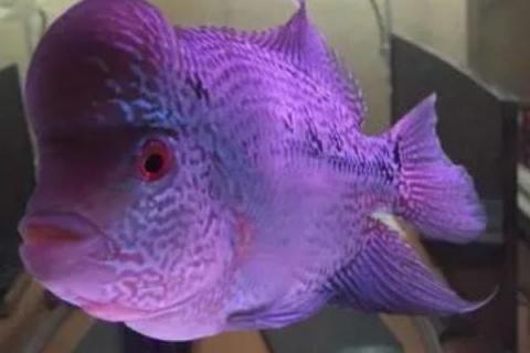 紫色德萨斯罗汉鱼好不好养，饲养难度一般