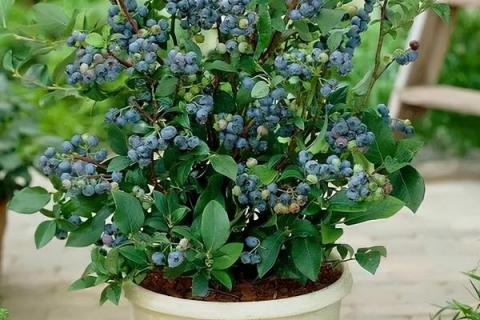 盆栽蓝莓多久浇水一次，夏季基本每天都需要浇水
