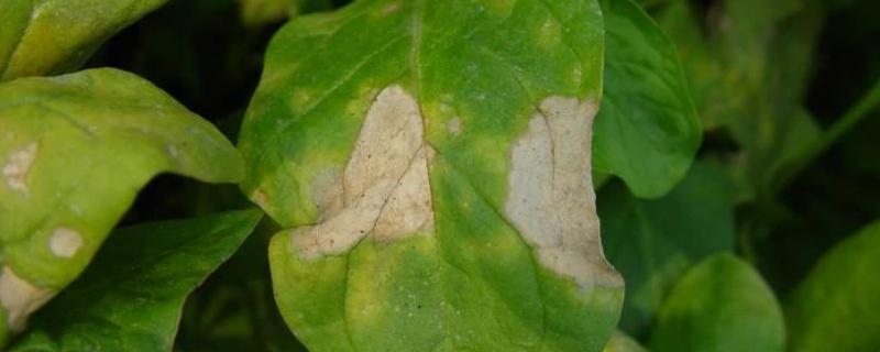 菠菜白斑病怎么防治，应及时清理前茬作物的残株落叶