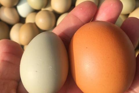 孵化野鸡蛋所需温度，一般可保持在38.5℃左右