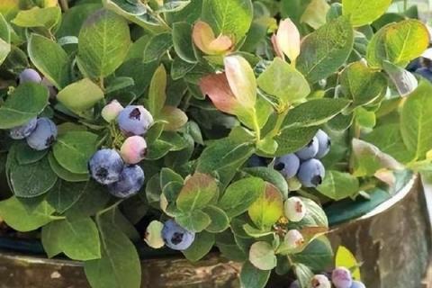 蓝莓可以在家里种吗，可以在家种且比较简单