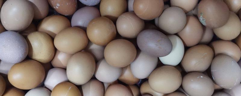 雏鸡蛋和普通鸡蛋的区别，生产时间和大小均不同