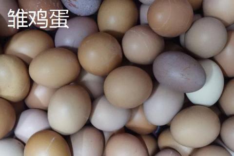雏鸡蛋和普通鸡蛋的区别，生产时间和大小均不同