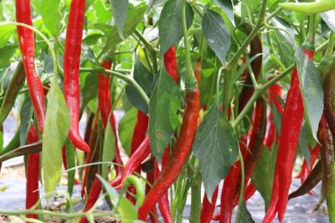 影响辣椒市场价格的因素，受种植量和市场需求等影响