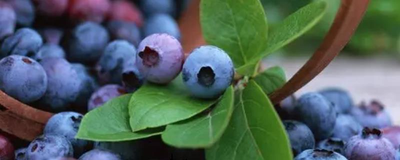 蓝莓喜欢酸性还是碱性土壤，喜欢酸性土壤