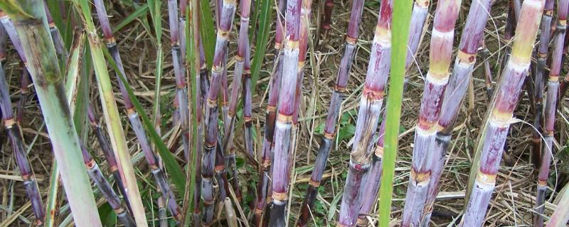 甘蔗的种植方法，播种前要晒种浸种