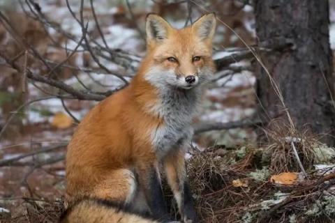 狐狸有什么习性，喜欢在夜间活动、觅食
