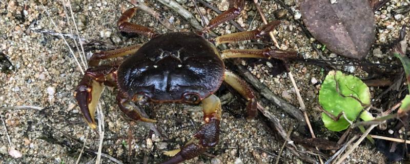 山螃蟹和河蟹的区别，生长环境和食用方法均不同