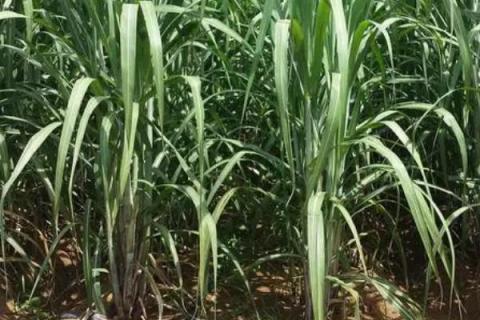 甘蔗的种植方法，播种前要晒种浸种