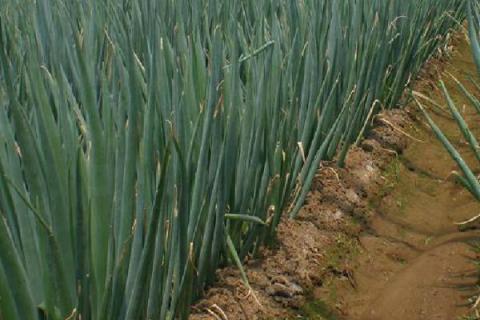 大葱的种植条件，适合在pH6.5-7.5的壤土种植
