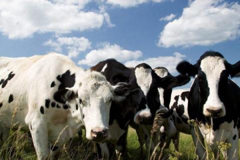 奶牛一天能产多少奶，一般为5-20公斤左右/天
