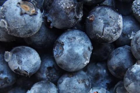 蓝莓的果肉颜色，通常呈蓝色或淡蓝色