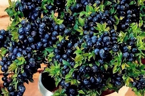 蓝莓可以在家里种吗，可以在家种且比较简单