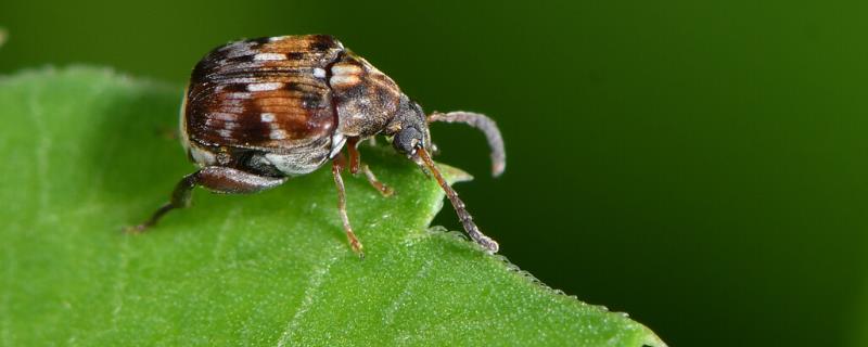 绿豆的害虫种类和防治方式，包括蛴螬、小地老虎、蚜虫等种类