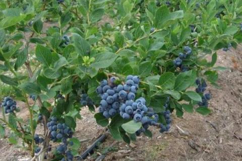 蓝莓喜欢酸性还是碱性土壤，喜欢酸性土壤