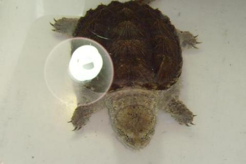 鳄龟用什么水养，比较适合生活在河水和湖水中