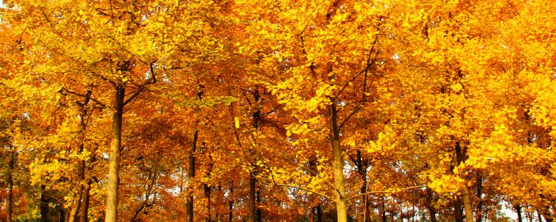 银杏树四季的变化，叶片会从嫩绿色转变为黄色直至全部掉落