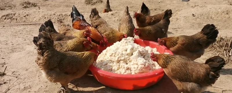 豆腐渣喂鸡有营养吗，有营养但不可以直接喂鸡
