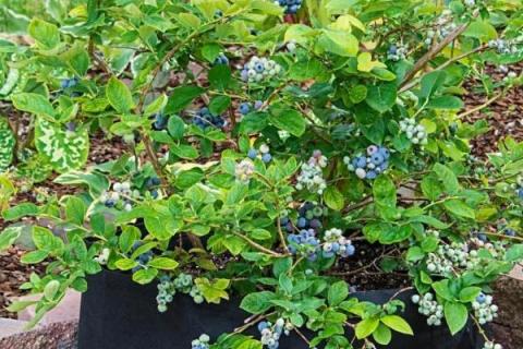 盆栽蓝莓多久浇水一次，夏季基本每天都需要浇水