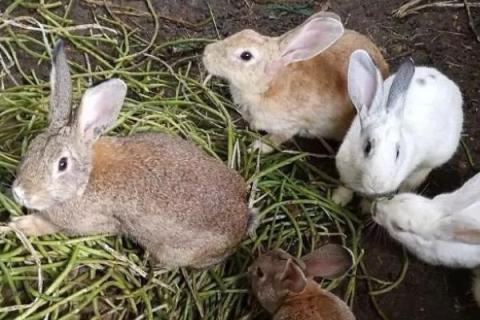 夏季饲养兔子的注意事项，控制兔舍温度是关键