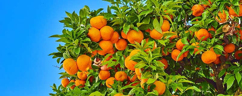 观赏橘子树的养殖方法，选择圆形花盆作为普通盆栽果树的花盆更好