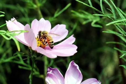 野蜂蜜蜂诱捕方法，野生蜜蜂诱捕技术