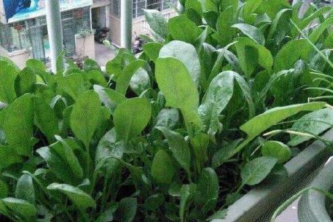 怎么在阳台上种植菠菜，浸种10-12小时、经过催芽后再播种