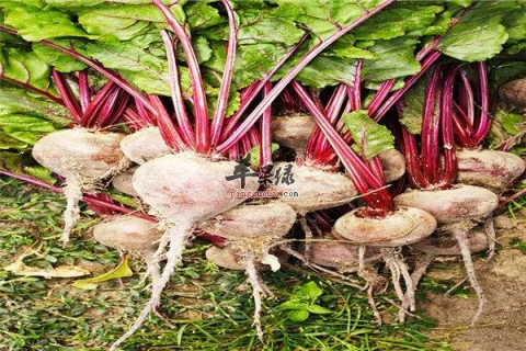 甜菜根在中国叫什么，了解一下这个神奇的蔬菜