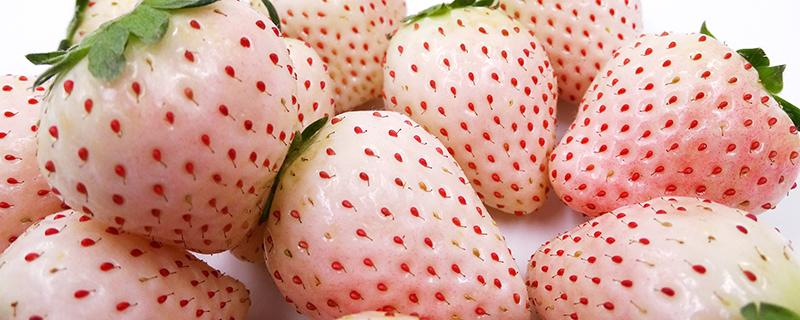 丹东白草莓叫什么品种，丹东白草莓的品种特征