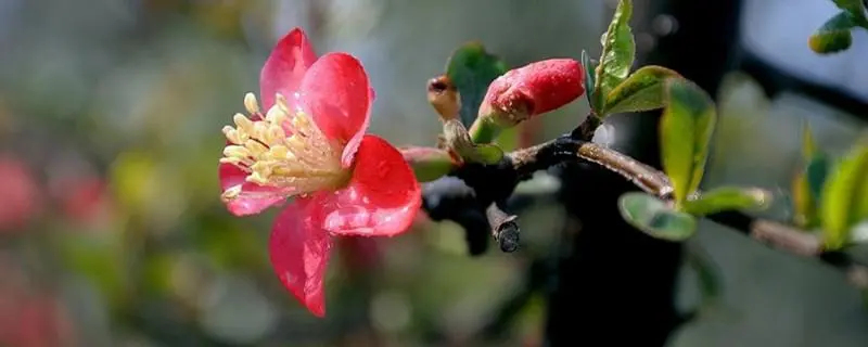 木瓜海棠的花期有多长,花期正好在春季到夏季之间