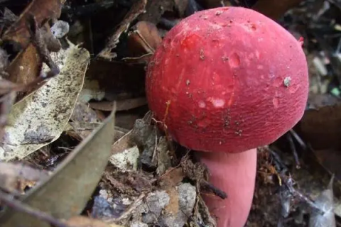 红菇一般能放几年，保存时间有哪些要求