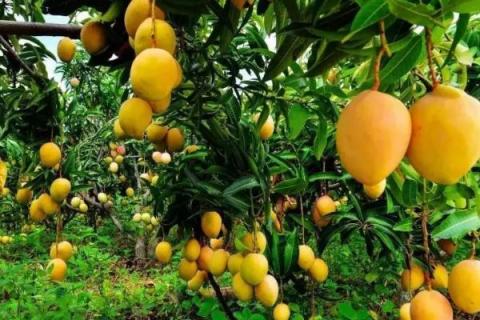 芒果栽种要点，开花期要提供充足的水分