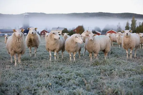 绵羊养殖方法,育肥羊在幼羊期的时候要提高草料的比例