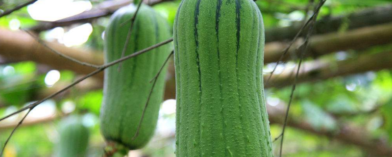 丝瓜的种植方法，保证良好的采光和保温性能