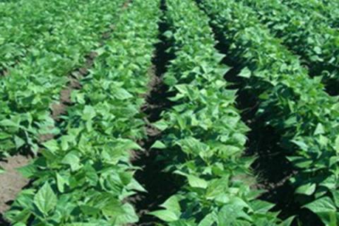 种植红小豆的时间和方法，一般在5-6月份种植