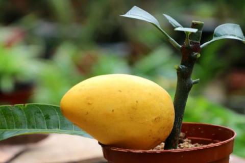芒果栽种要点，开花期要提供充足的水分