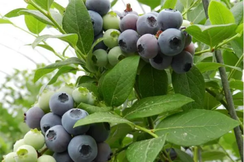 蓝莓春季怎么浇水最好，有哪些技巧和注意事项
