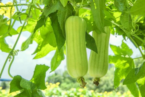 丝瓜的种植方法，保证良好的采光和保温性能