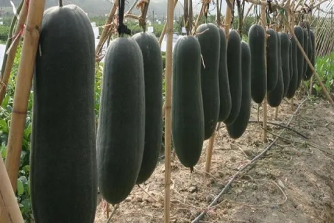 黑皮冬瓜种植技术与管理，需要选择优质的种子