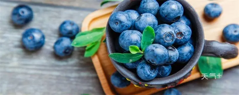 蓝莓栽培管理技术要点，如何实现高产高质