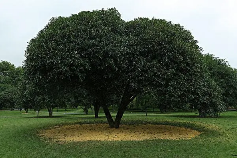 四季桂花树的养殖方法，浇水应适度进行