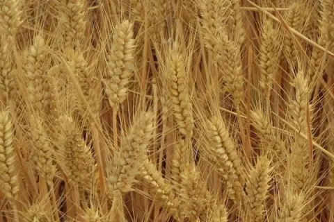 天气逐渐转暖，如何有效预防小麦病虫害的发生